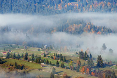 Panoramic view of trees on field during autumn