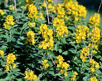 Close-up of yellow flowering plants on field