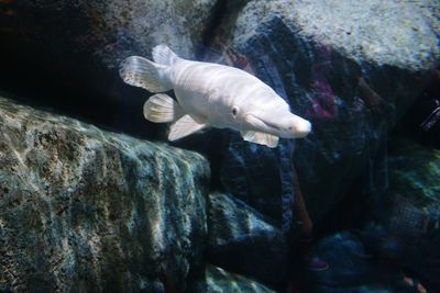 View of turtle in aquarium