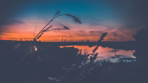 Silhouette of trees at sunset