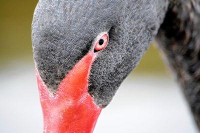 Close-up of parrot