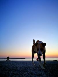 Dog walking on beach against sky during sunset