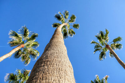 Low angle view of coconut palm tree against blue sky