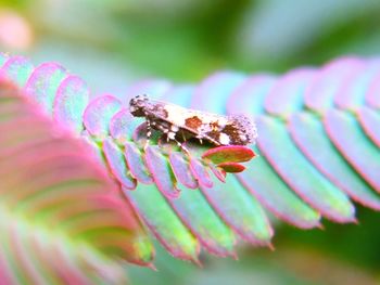 Close-up of insect on flower