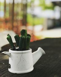 Close-up of succulent plant on table