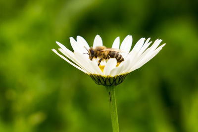 Close-up of bee pollinating on white flower