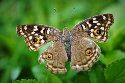 Close-up of butterfly on flower