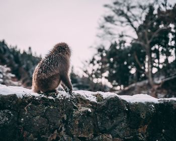 View of an animal on rock