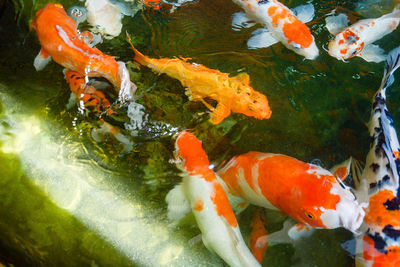 High angle view of koi carps swimming in pond