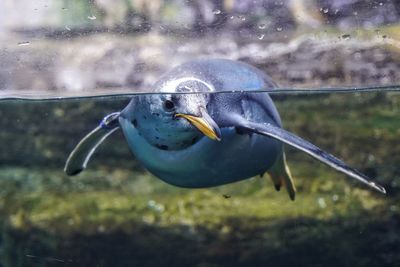 Close-up of bird