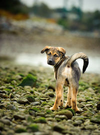 Portrait of dog on field 