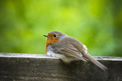 Close-up of bird perching on railing