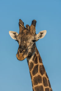 Low angle view of giraffe against sky