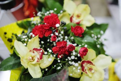 Close-up of red roses on plant