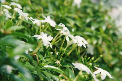 Close-up of flowers growing on tree