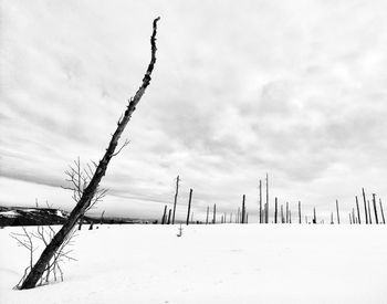 Bare trees on snow covered field against sky