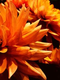 Close-up of orange flowers blooming outdoors