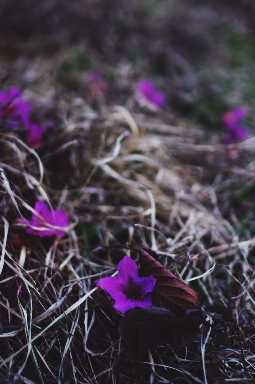 flower, purple, fragility, petal, growth, plant, freshness, blooming, nature, flower head, beauty in nature, close-up, field, focus on foreground, stem, high angle view, in bloom, selective focus, outdoors, no people