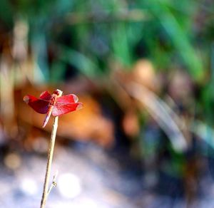 Close-up of red flower