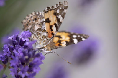 Close-up of butterfly on purple flower