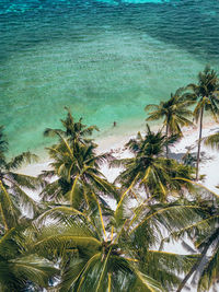 High angle view of palm tree against sky