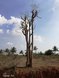 Bare tree on field against sky