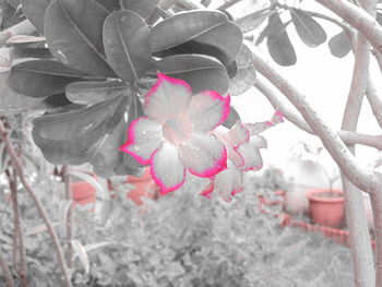 Close-up of flower tree