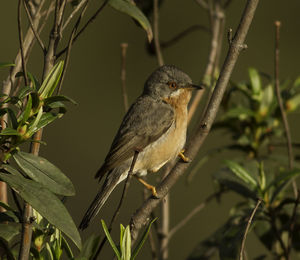 Close-up of bird perching on leaf