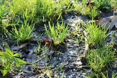 Plants growing on field