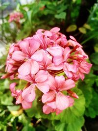 Close-up of pink flowers blooming outdoors