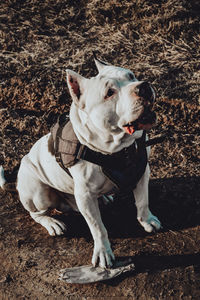 High angle view of dog sitting on land