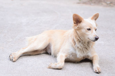 Portrait of a cute dog lying down. waiting for owner. 