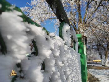 Close-up of snow on tree against sky during winter