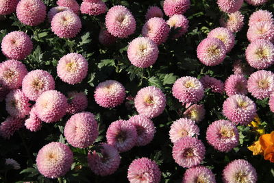 Full frame shot of pink flowering plants