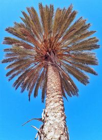 Low angle view of palm tree against clear blue sky