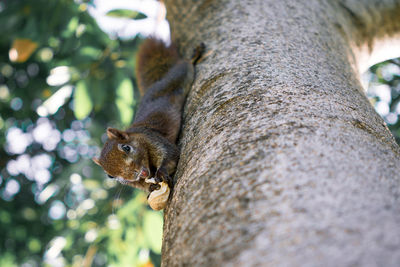 Squirrel on tree trunk