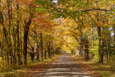 Road amidst trees in forest during autumn