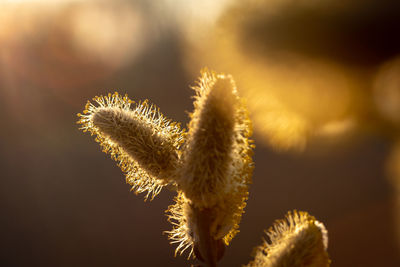 Close-up of plant