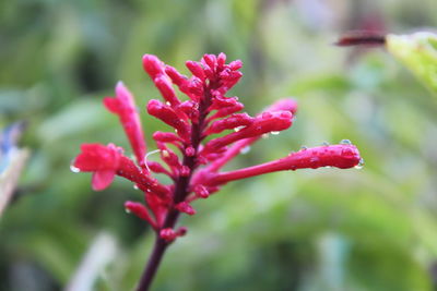 Close-up of pink flowers