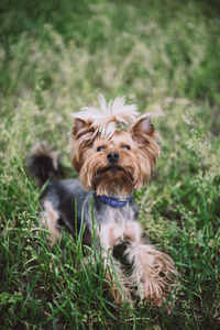 Dog in a field