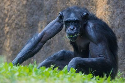 Close-up of gorilla sitting on field