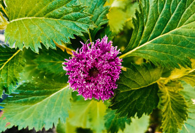 Close-up of purple flowering plant