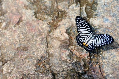 Close-up of butterfly on rock