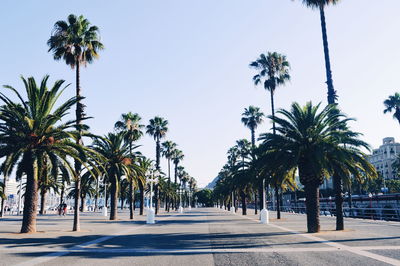 Palm trees against clear sky