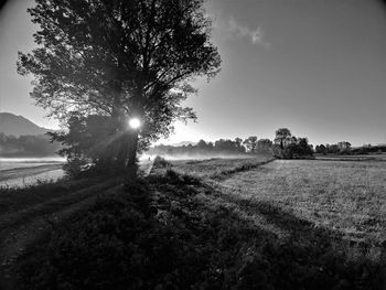 Trees on field against bright sun