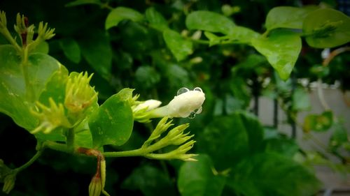 Close-up of insect perching on plant