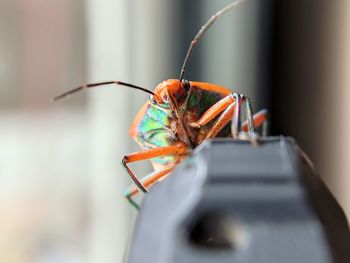 Closeup shot of a cockroach