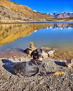 View of dog at lakeshore in high altitude desert surrounded by mountain peaks some with snow