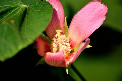 Close-up of pink flower