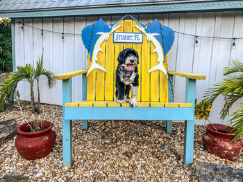 Dog standing on a big chair in stuart, florida